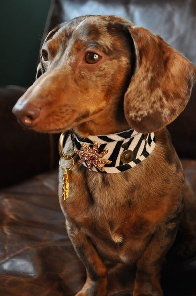 Zanzibar Cascade Dog Collar