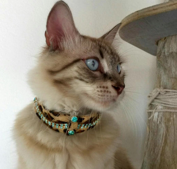 Cat collar best sale with leash