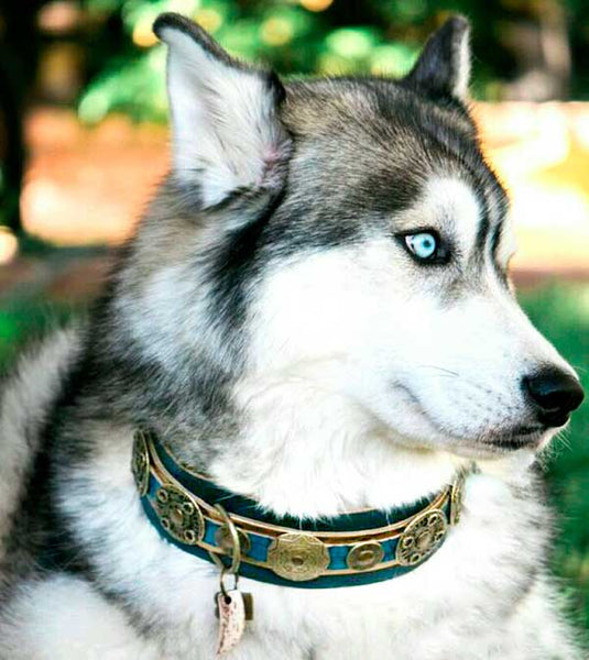 Viking Symbols Dog Collar Norse Themed Collar Gray Collar 