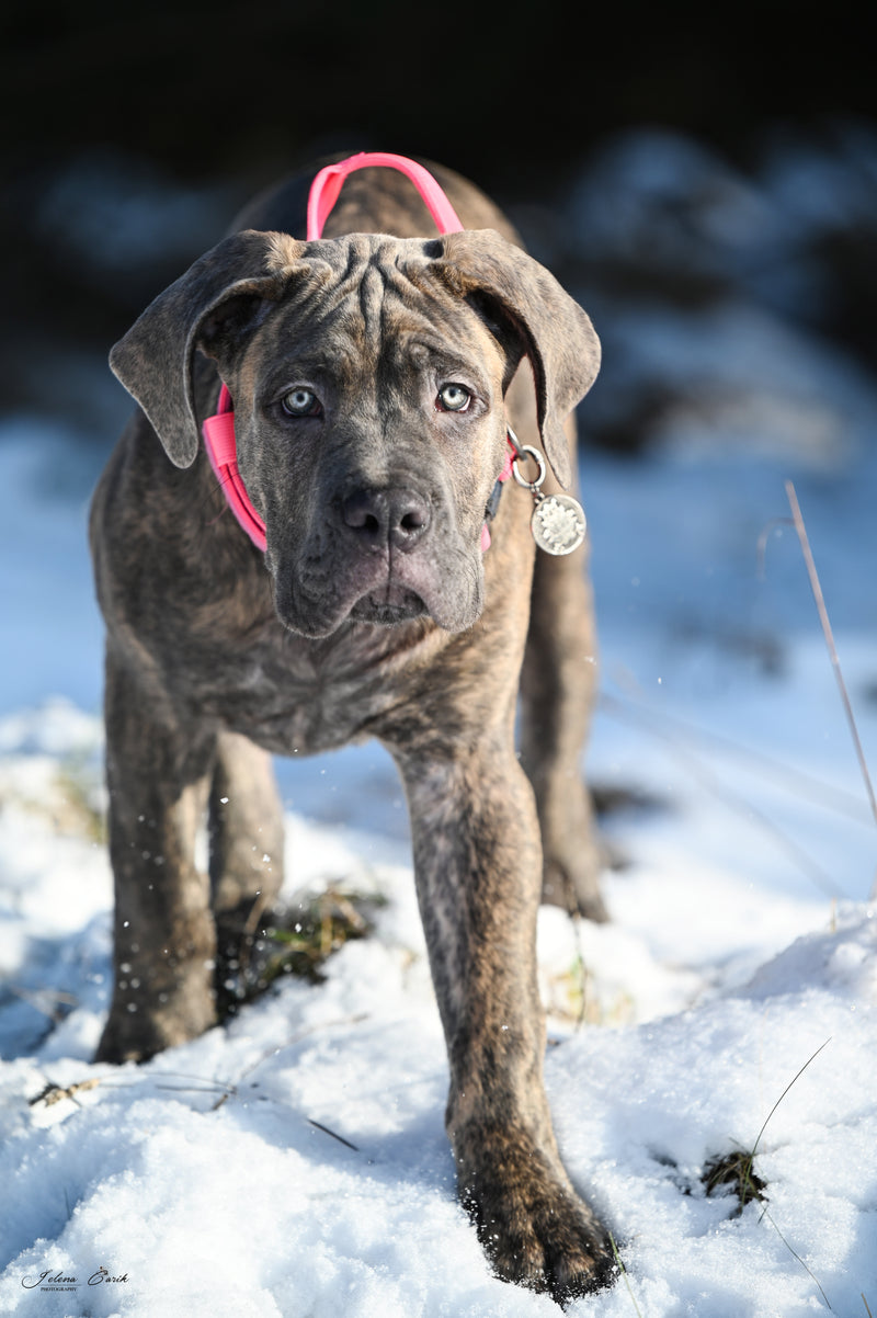 Working dog fabric collar