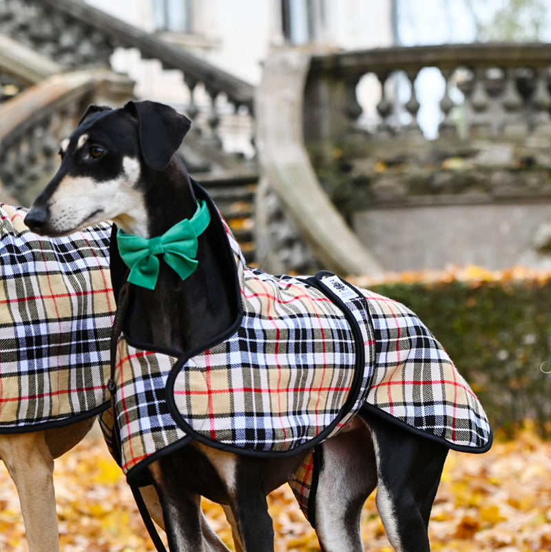 Velvet Bow tie Dog Collar