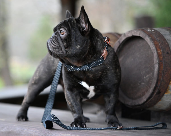 Bow-tie Dots, collar & leash SET