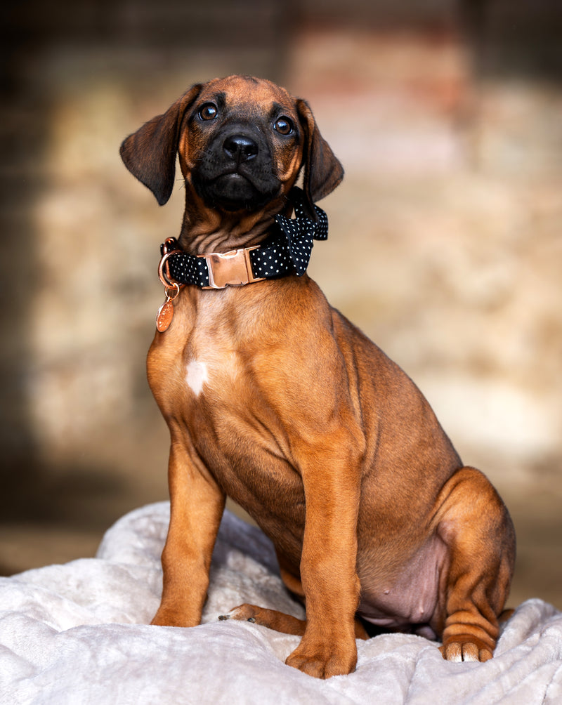 Bow-tie Dots, collar & leash SET