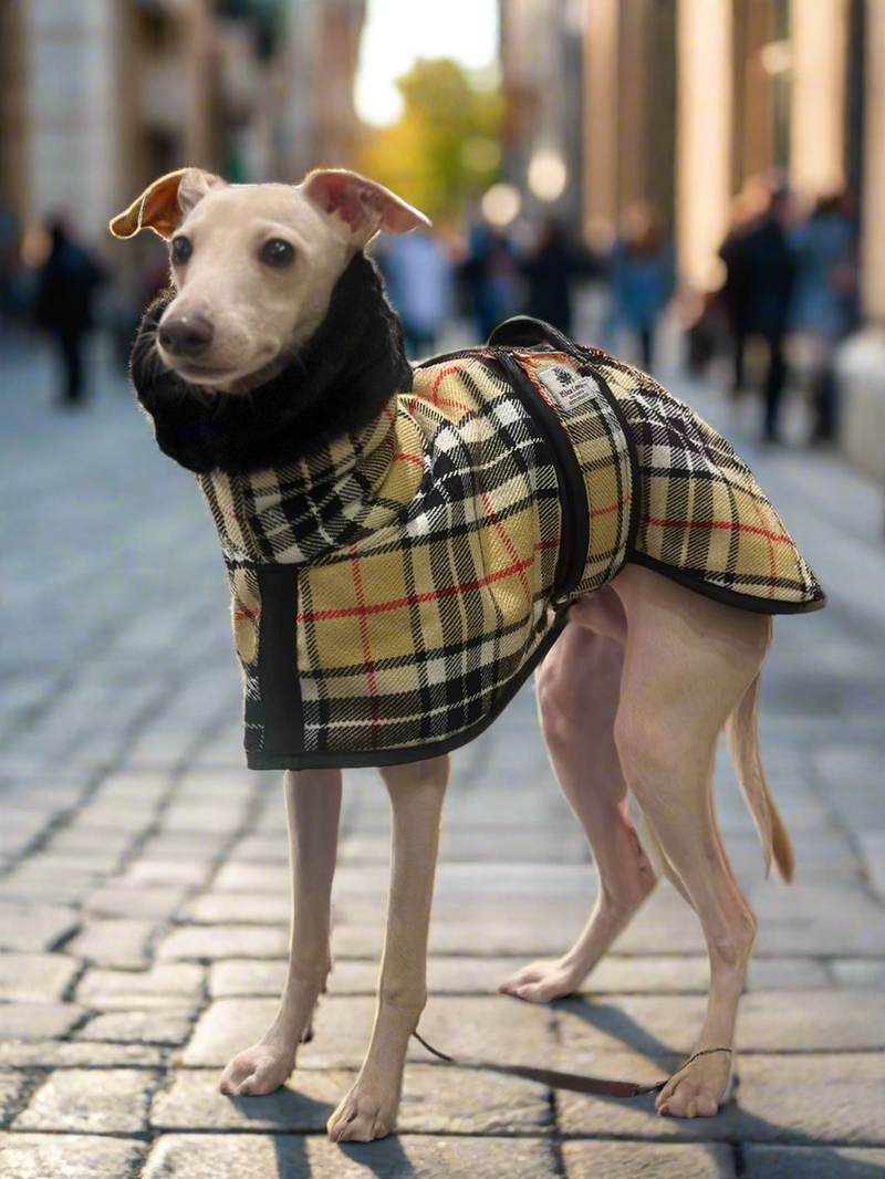 Camel Tartan Sighthound Coat