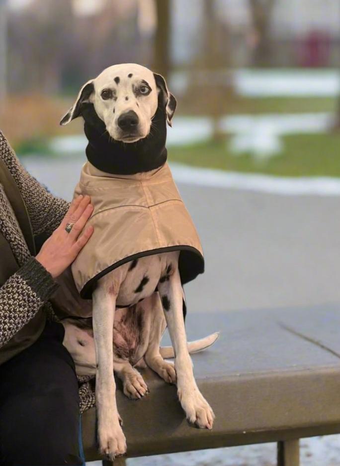 Beige Waterproof Urban Coat