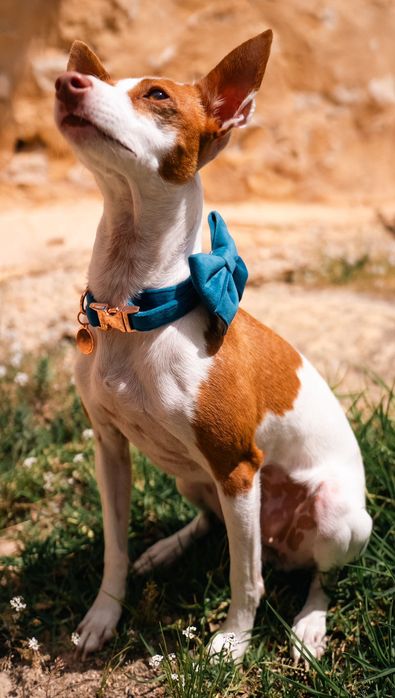 Velvet Bow tie Dog Collar