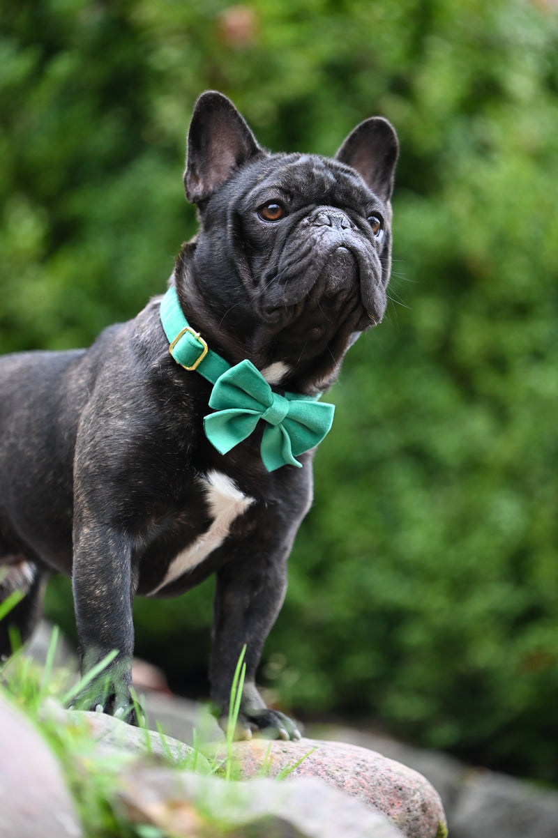 Velvet Bow tie Dog Collar