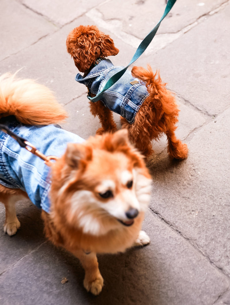 Dog Jeans Jacket