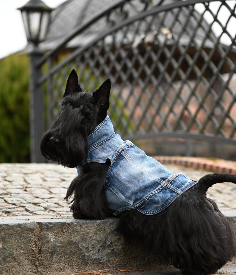 Dog Jeans Jacket