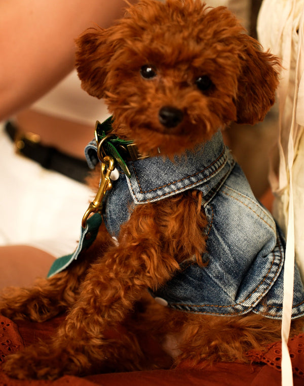 Dog Jeans Jacket