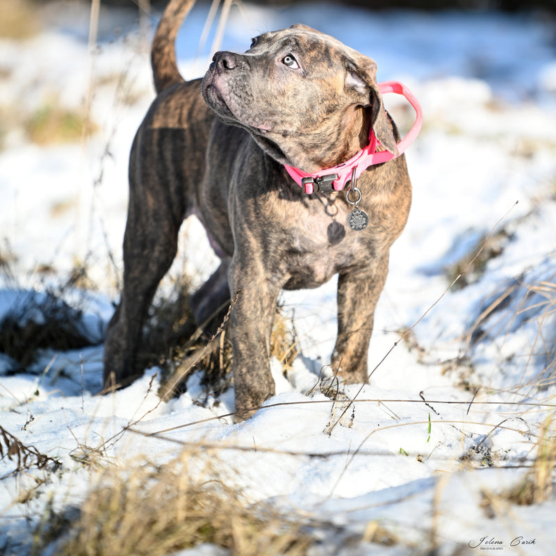 Working dog fabric collar