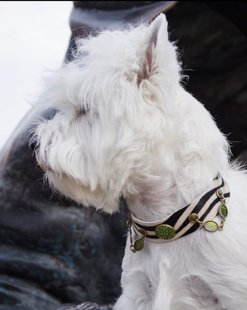 zebra dog collar