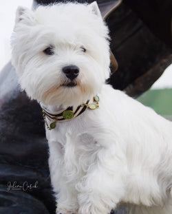 cebra safari collar perro westie