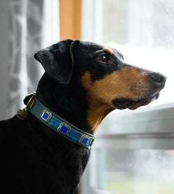 Perro gregoriano de la elegancia Collar - BARCELONADOGS