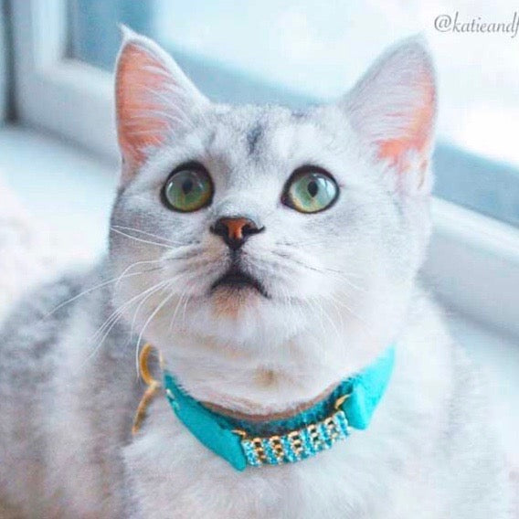 Elle Cat Collar - BARCELONADOGS