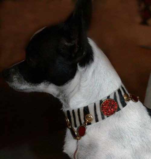 Perro de safari de cebra Collar - BARCELONADOGS