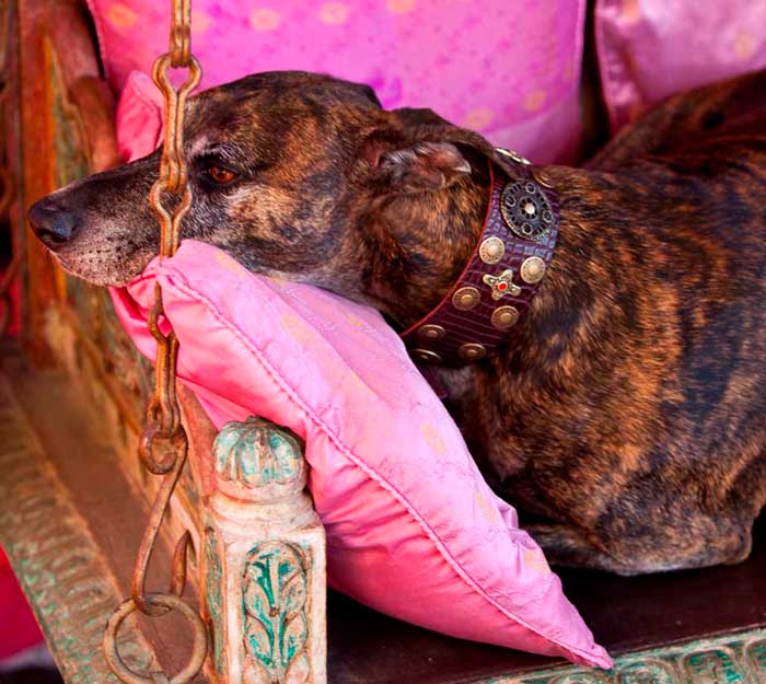 Perro de Caza Collar - BARCELONADOGS