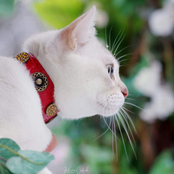 Gato de Olimpia Collar