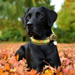 Perro de la Fiesta de la Flor Collar - BARCELONADOGS