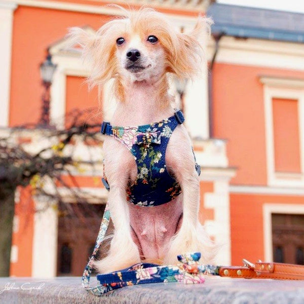 Arnés perro pequeño Rosa Luxury - Veterizonia