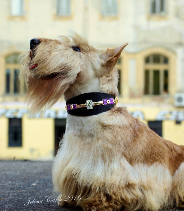 Perro de Saigón Collar - BARCELONADOGS