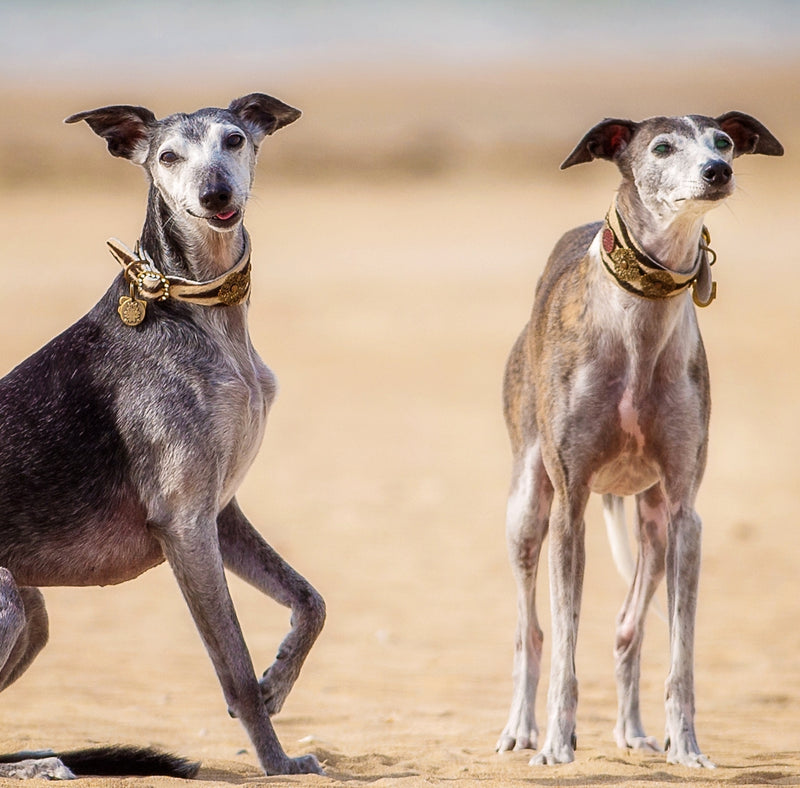 Zebra Filigree collar de Galgo