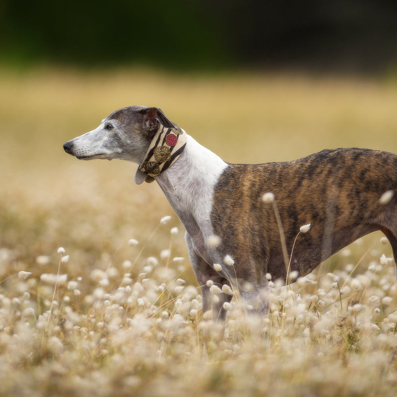 Zebra Filigree collar de Galgo