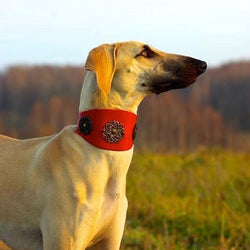 Eternité Galgo Collar  - BARCELONADOGS