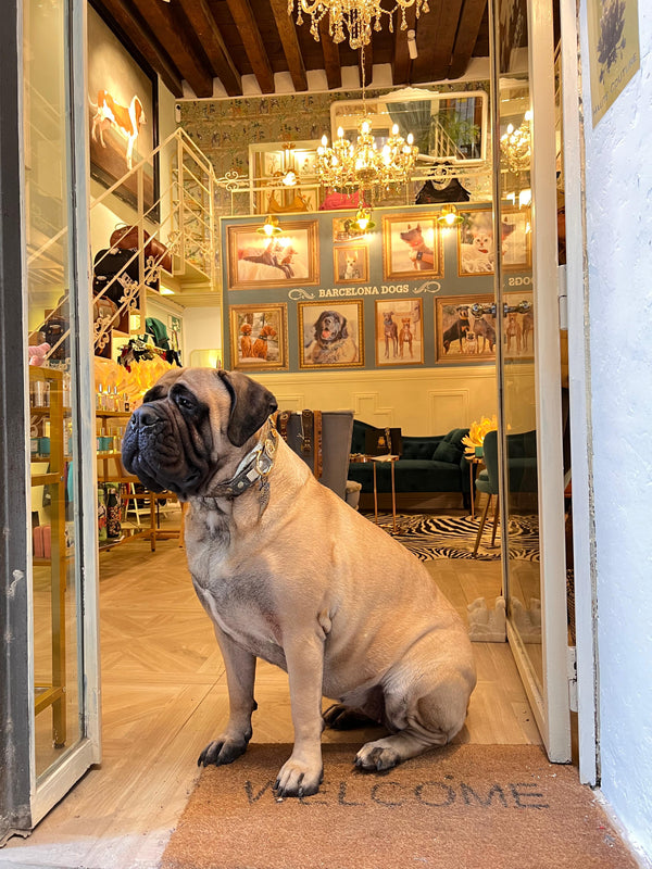 Barcelona Dogs Shop Carrer Montcada 20