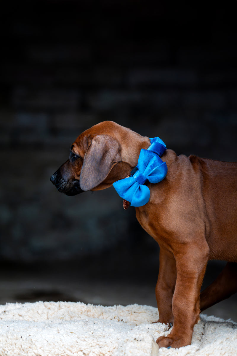 Velvet Bow tie Dog Collar