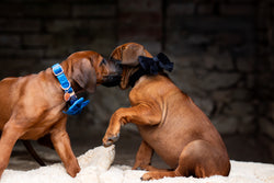 Velvet Bow tie Dog Collar