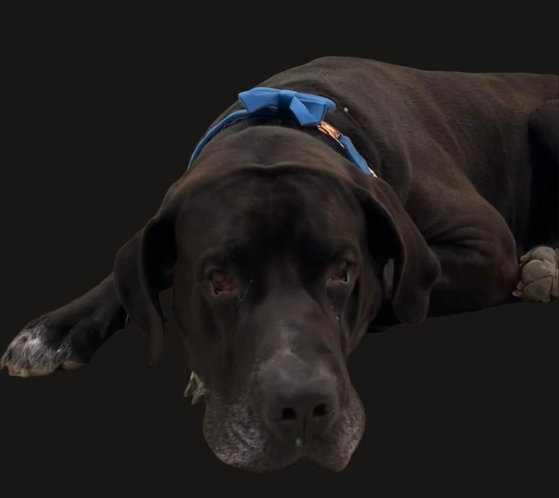 great dane with bow tie in blue