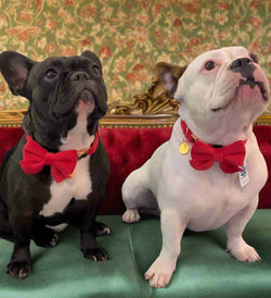 bow tie frenchies in red velvet