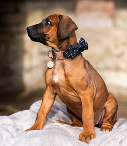 Bow-tie Dots, collar & leash SET