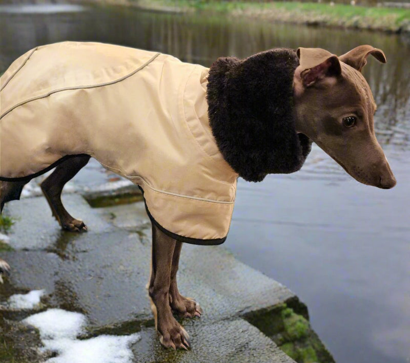 warm winter coat for Italian Greyhound