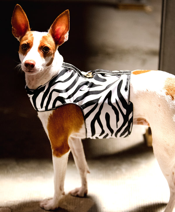 Zebra Harness Coat