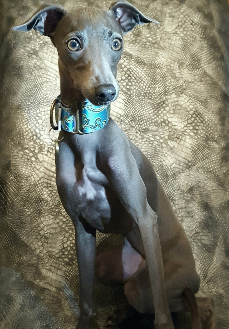 Italian Greyhound Martingale