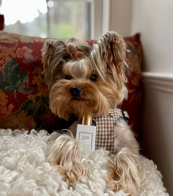 LUXURY Beige Pepita Harness