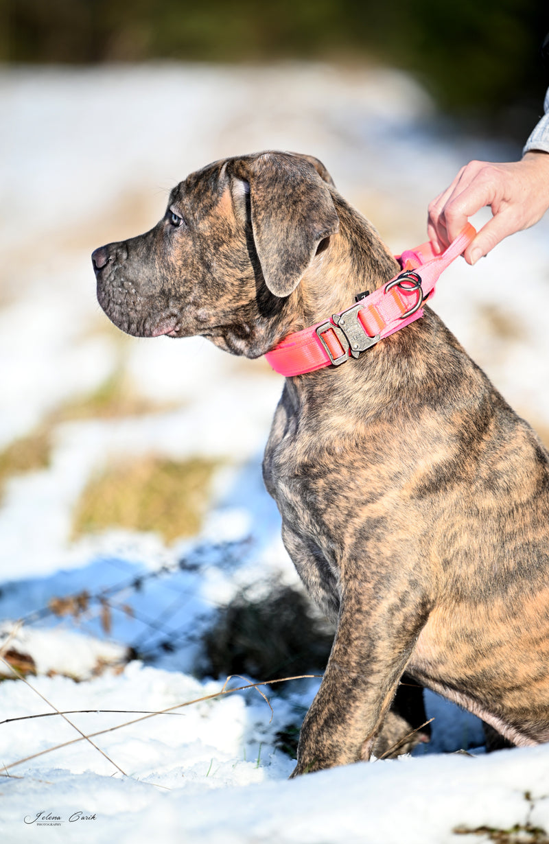 Working dog fabric collar