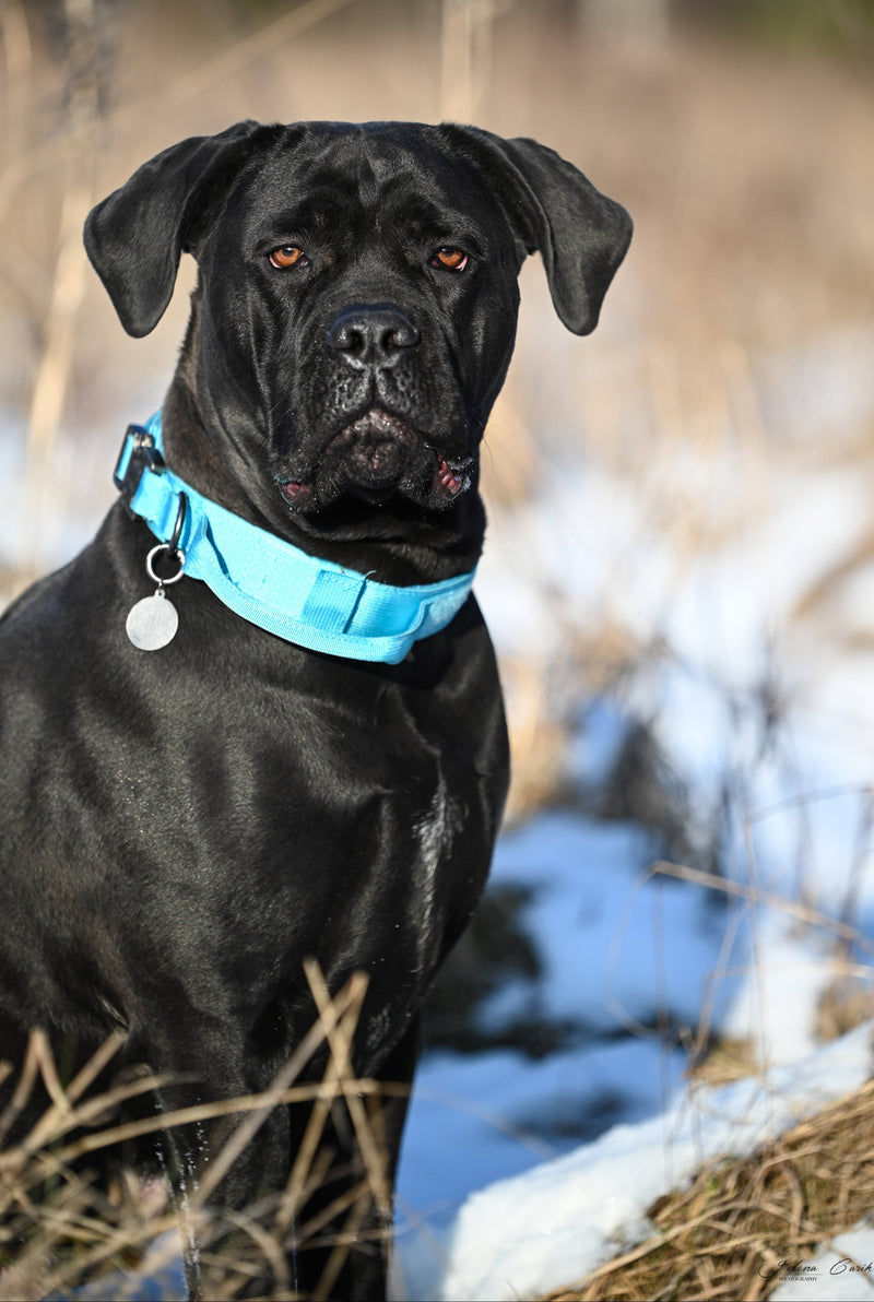 Working dog fabric collar