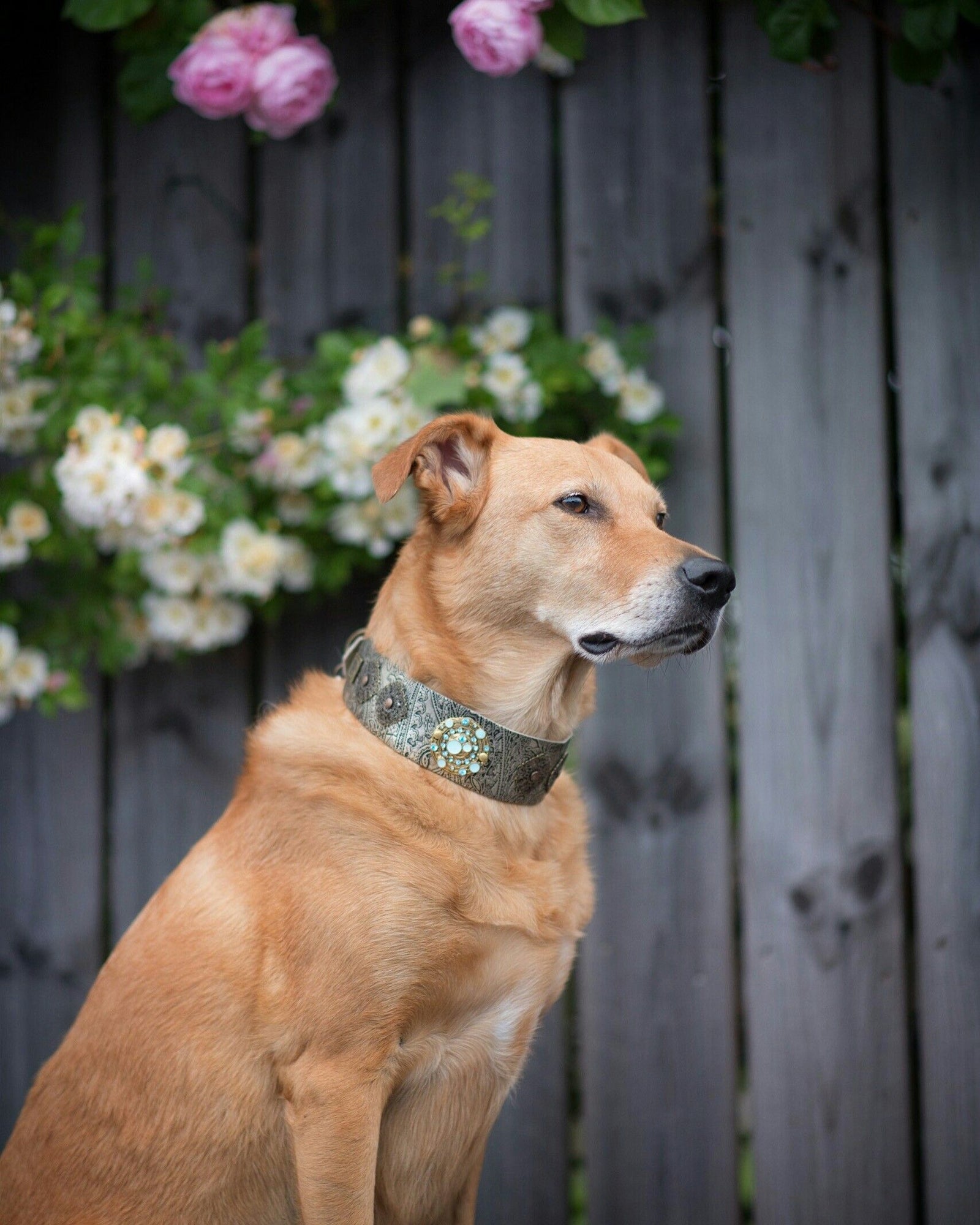 Persian Paisley Dog Collar