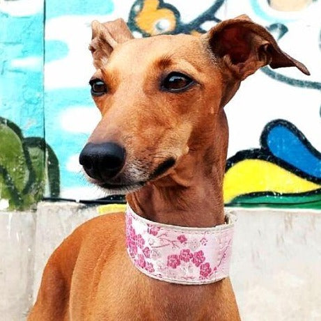 Italian Dog Collars – Guidogear