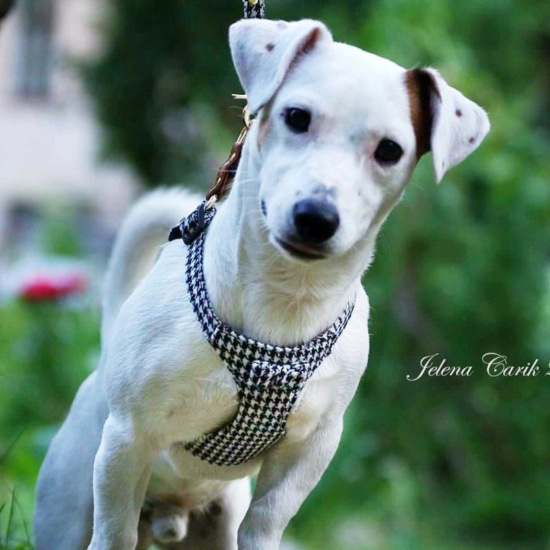 Italian Leather Dog Harness in Luggage Brown  Leather dog leash, Luxury  dog collars, Dog harness