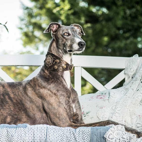 Fancy greyhound collars hotsell