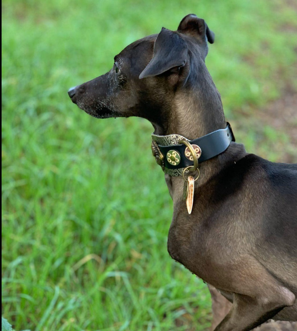 Italian greyhound collars and leads hotsell