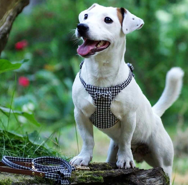 Leash for Luxury Harness - BARCELONADOGS