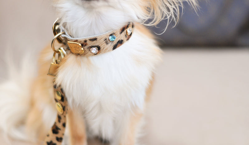 Aesthetic Dog Collar 