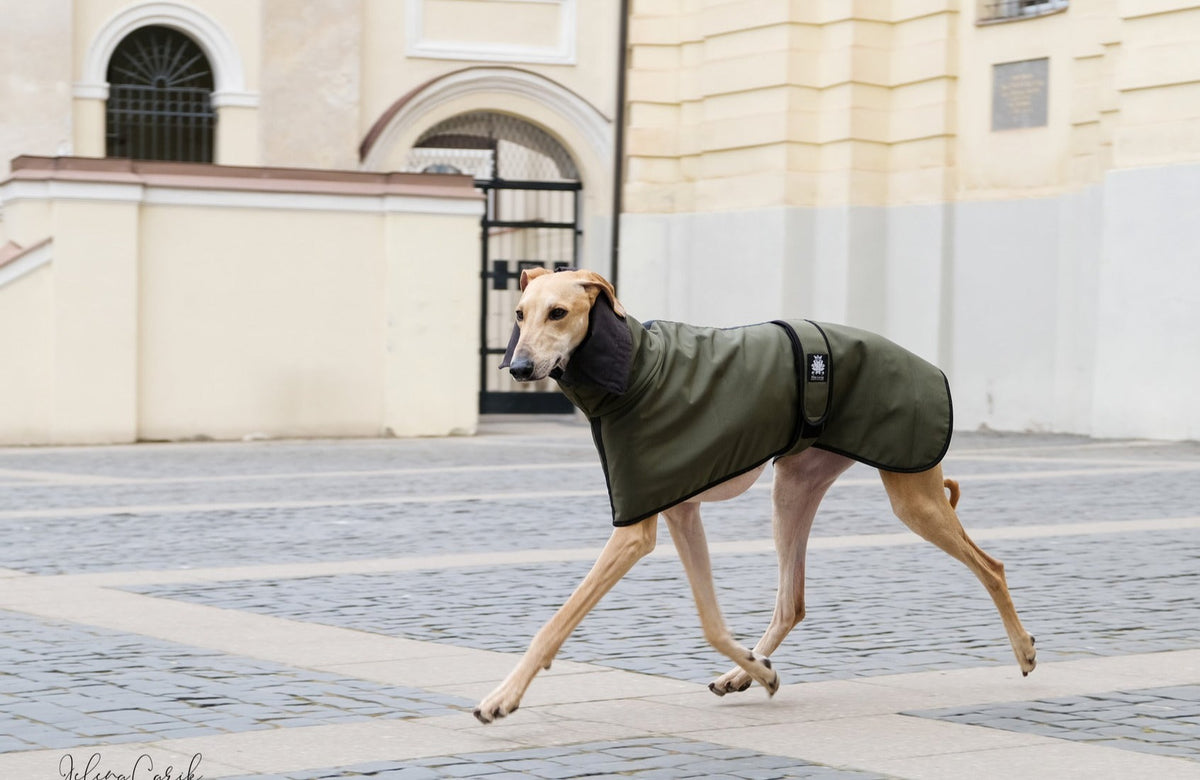 Greyhound coat best sale